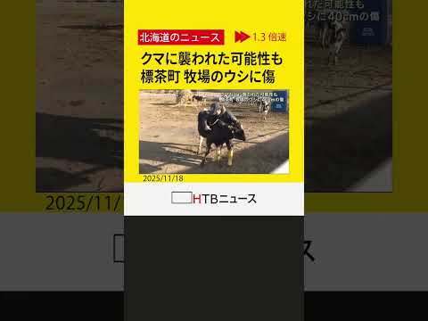 クマなどに襲われた可能性も　標茶町の牧場でウシに４０ｃｍの傷