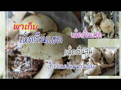 พาเก็บ-เห็ดตีนแฮด-หรือเห็ดตีนแ พาเก็บ-เห็ดตีนแฮด-หรือเห็ดตีนแ