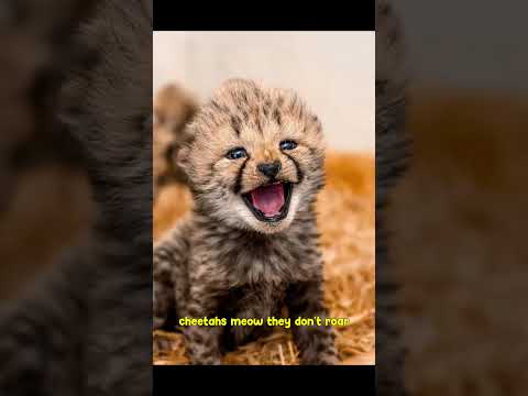 20 Facts to Cure Your ADHD 🧠 #shorts