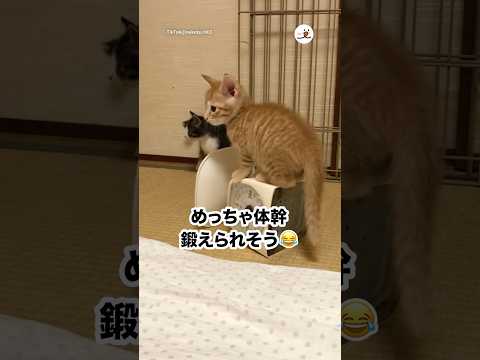 子猫のかわいい仕草が満載の動画紹介 サムネイル