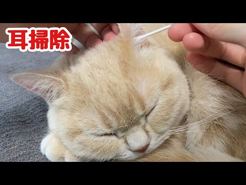【猫耳掃除】ご褒美に大好き耳掃除をしたら白目をむきながら爆睡する猫…ＷＷＷ　Cat ear cleaning！Cute animals
