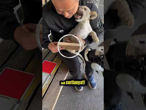 Momen Lucu Anak Singa Berontak Saat Jejak Kakinya Akan Diambil 🦁❤️ #shorts #singa #MomenMenggemaskan