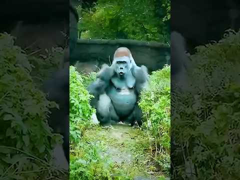 Introducing the "VitaWear SmartBand," a next-generation wearable gadget