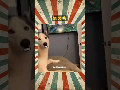 நமக்கு வேணாமே 🤣🤣🤣 #hoomans #dogcomedyvideo #instatrending #creatoryash #bigbang