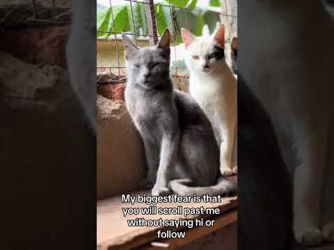 a rescue cat gets a full belly because ofyou.( donation link in bio #helpmeplease#LUcy#catstory