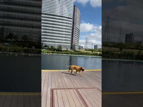 #shorts #shortvideo #funny #dog #animals #dogs #trend #pets #love #life #viral #trending #vlog #god