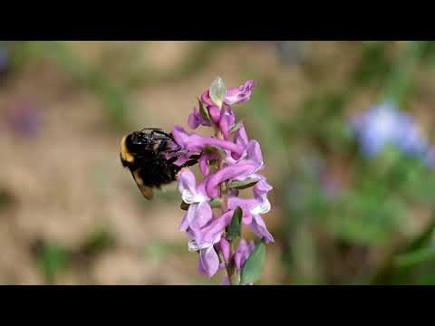 Красива Природа. Луки Різних Трав (Музика Relax)