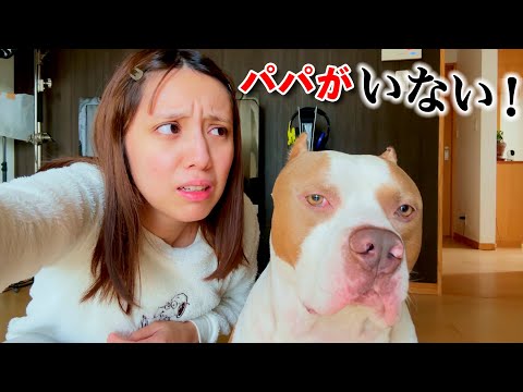 朝起きたらパパとレイがいない。どこいったの？！【vlog】