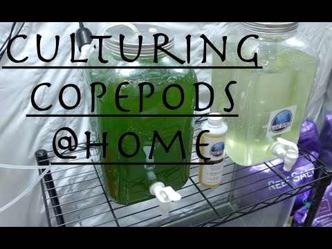 Culturing Tiger Copepods @Home DIY Come see how I set up my first copepod culture at home.

https_//www.algaedepot.com

Get 10% off for