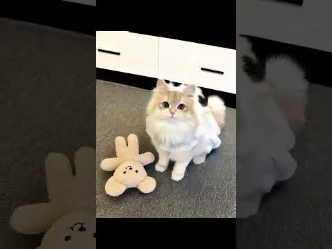 con mèo biến hình 6 #conmèobiếnhình6 #nghiakute #toanredblack89