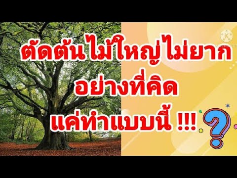 วิธีตัดต้นไม้ใหญ่ไม่ให้ล้มทับบ