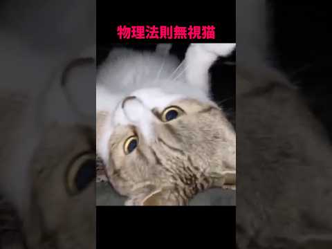 猫の魅力を紹介：癒しとかわいさ満載の動画 サムネイル