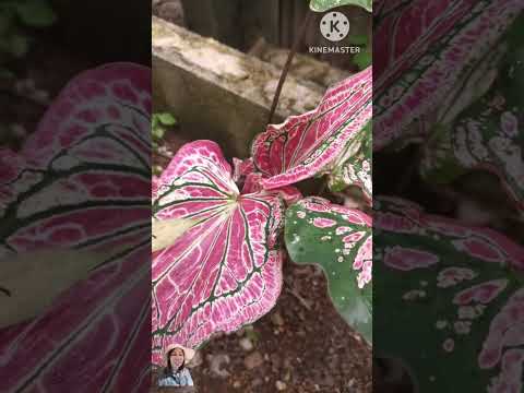 เสน่ห์ไม่จางบอนสี3กษัตริย์นางไ