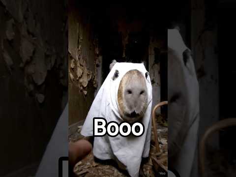 Se asustaron ? #viralshort #capybara #halloween
