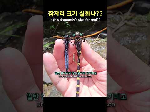 잠자리 크기 실화냐? 역대급 장수잠자리! #dragonfly #insect