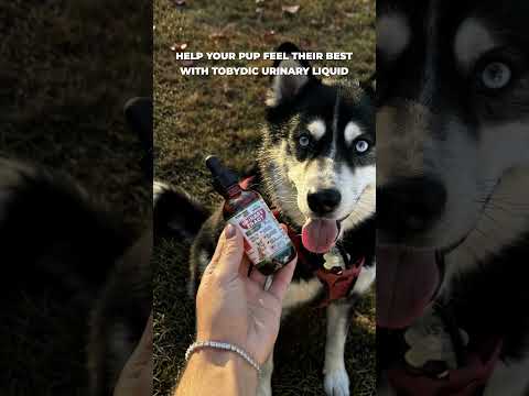 From Playtime to Cuddle Time 💚 TobyDic Urinary Liquid for Happy, Healthy Pets #dogcare