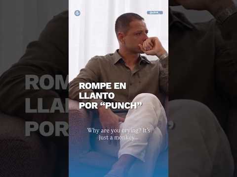 Chicharito rompe en llanto por "Punch", el famoso mono viral #shorts