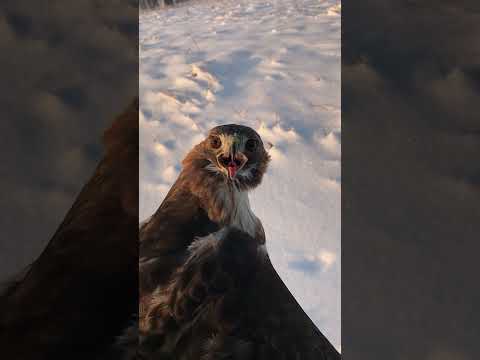 Red-tailed Hawk Release