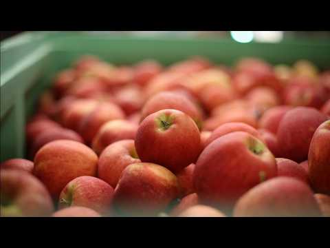 홍로 <strong>10kg</strong> 한정 특가!!🍎