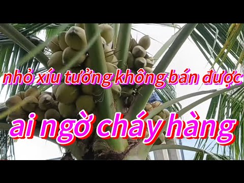 🌺Dừa ẻo trái nhỏ tưởng bán Ko được ,ai ngờ cháy hàng 🌺