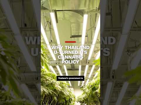Why Thailand U-turned its cannabis policy