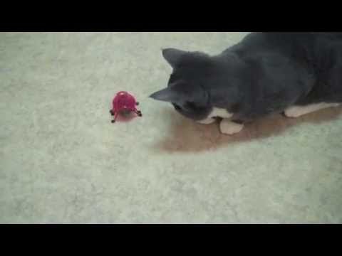 Meesha Kitty Cat Finds a Bug