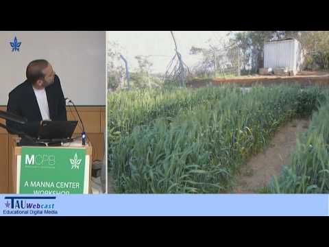Strategies for Increasing Grain Weight and Quality in Wheat, Dr. Assaf Distelfeld, Tel Aviv University