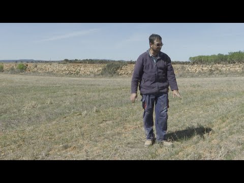 La sequía pone en una situación crítica a la zona agrícola de Utiel-Requena (Valencia)