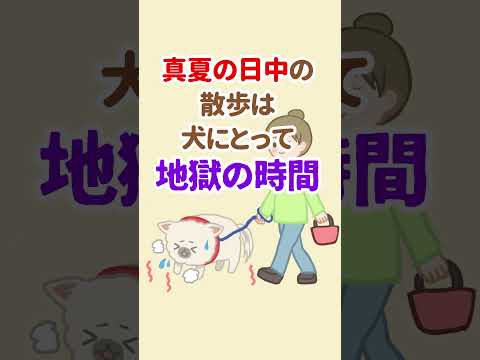 真夏の日中の散歩は犬にとって地獄すぎる！ #犬の散歩 #犬の熱中症 #shorts #夏の散歩