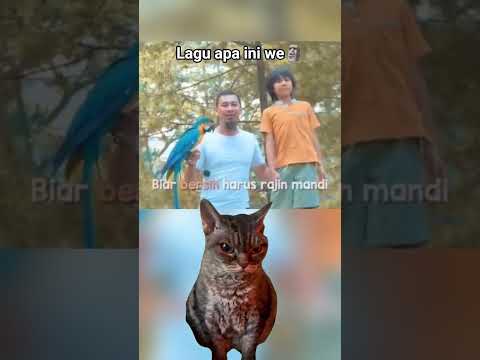 burung papa unik sekali 🗿 #meme #cat #funny #shortvideo #song