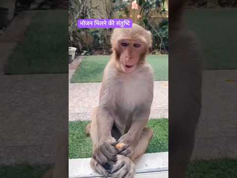 प्राणी ख़ुश परमात्मा खुश। #help #helpanimal #short