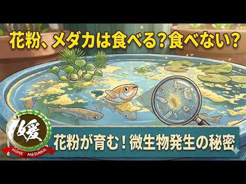 メダカが花粉を食べてる！？春先に水面をパクパクする本当の理由