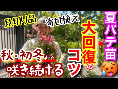 【夏バテ苗を復活させるコツ満載】夏バテ気味の見切り苗なども初冬まで大満開🌸高温期でも元気に咲かせる寄せ植えテクニック/ ホームセンターで購入できる人気苗尽くし✨苗選びのコツも☝️【ガーデニング】