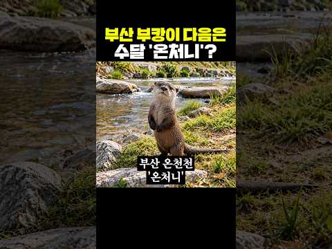 부산 부캉이 다음은 수달 '온처니'?