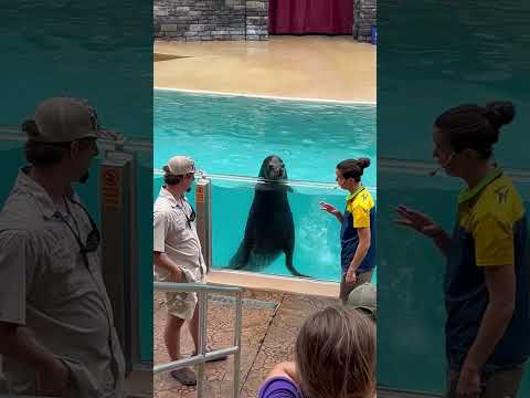 dolphin show #dolphinlove