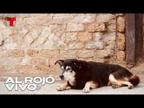Murió Argo, el último perro vagabundo en Pompeya