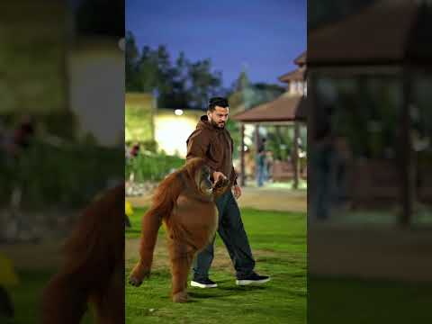 Great Habuba is Very Friendly | Nouman Hassan