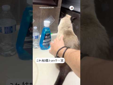 猫の動画サムネイル - 触んじゃねぇよ！｜PECO