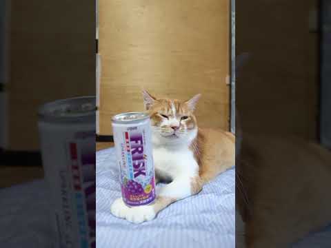 フリスク スパークリンググレープと愛らしい猫動画を楽しもう サムネイル