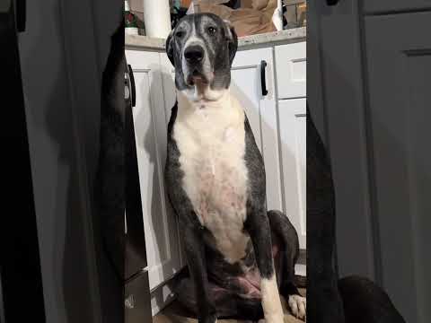 Funny and cute dogs compilation#funnydogs#cute#doglover#doglife#cure#dogshorts#pet#doglife#dogshorts