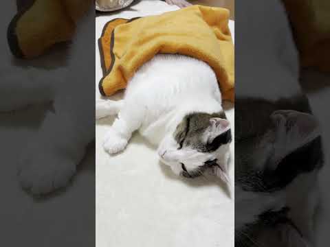猫の動画サムネイル - UFOキャッチャーの足が少し短い景品