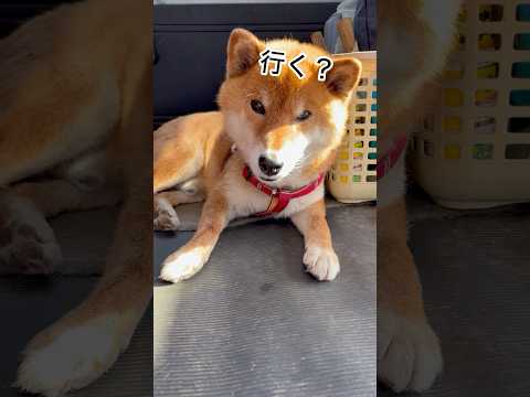 犬の動画サムネイル - ’25.6.5 力丸の体力の使い方… #柴犬 #柴犬のいる暮らし #柴犬の日常 #お昼寝 #カメラ目線 #遊ぶ犬 #力丸