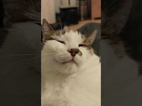 Kot Aslan wczoraj jak co wieczór pomagał mi w pisaniu książki 🧐😁❤️🤓