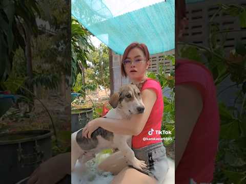 อุดรธานีไทยสุนัขสุนัขไทยสั