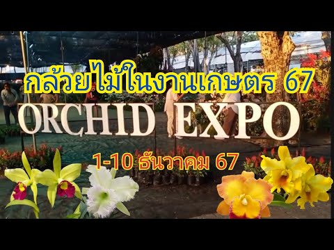 กล้วยไม้ในงานเกษตร67OrchidE