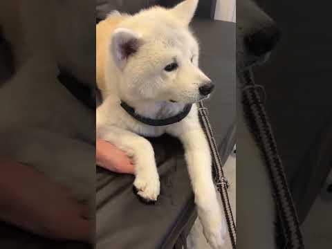 #akitainu おとーちゃんとお散歩に行きたい秋田犬