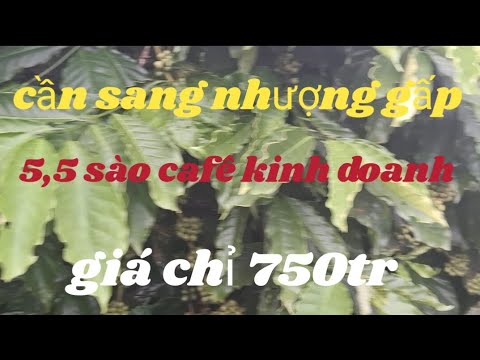 (Đãbán)Cần sang nhượng 5,5 sào cafê kinh doanh. iame chư prông gia lai lh.0974.780.156