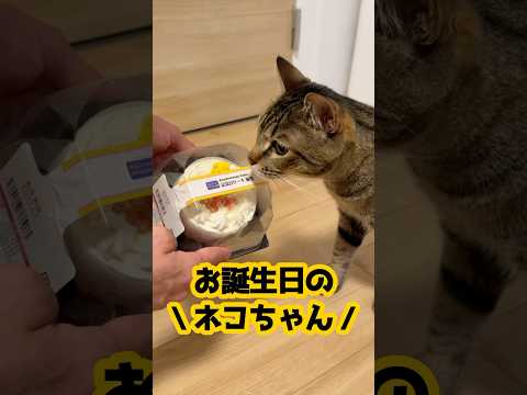 猫用ケーキに大興奮して喋りまくるネコ #保護猫 #ネコ #ねこのいる生活 #shorts