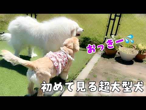 生後4ヶ月で初めての超大型犬にご挨拶