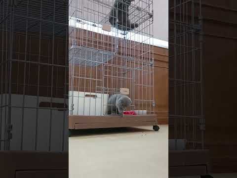 kucing core🤭 #kucing #kucinglucu#videoshorts#videokucing#catvideos #cat#catlovers